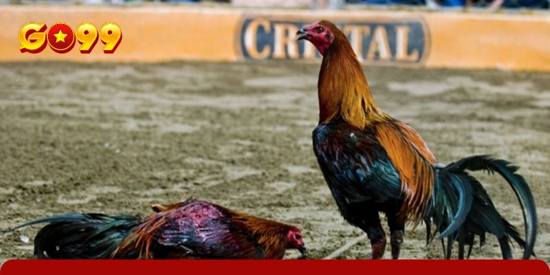 Cách xem gà Peru đá online ổn định, rõ nét