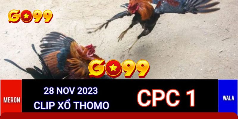 Kinh nghiệm, nhận định kèo chọi kê trực tiếp