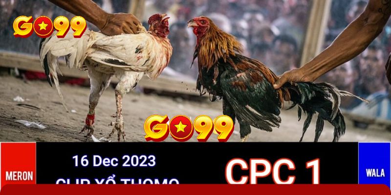 Nguồn gốc, tổng quan về đá gà CPC1 trực tiếp